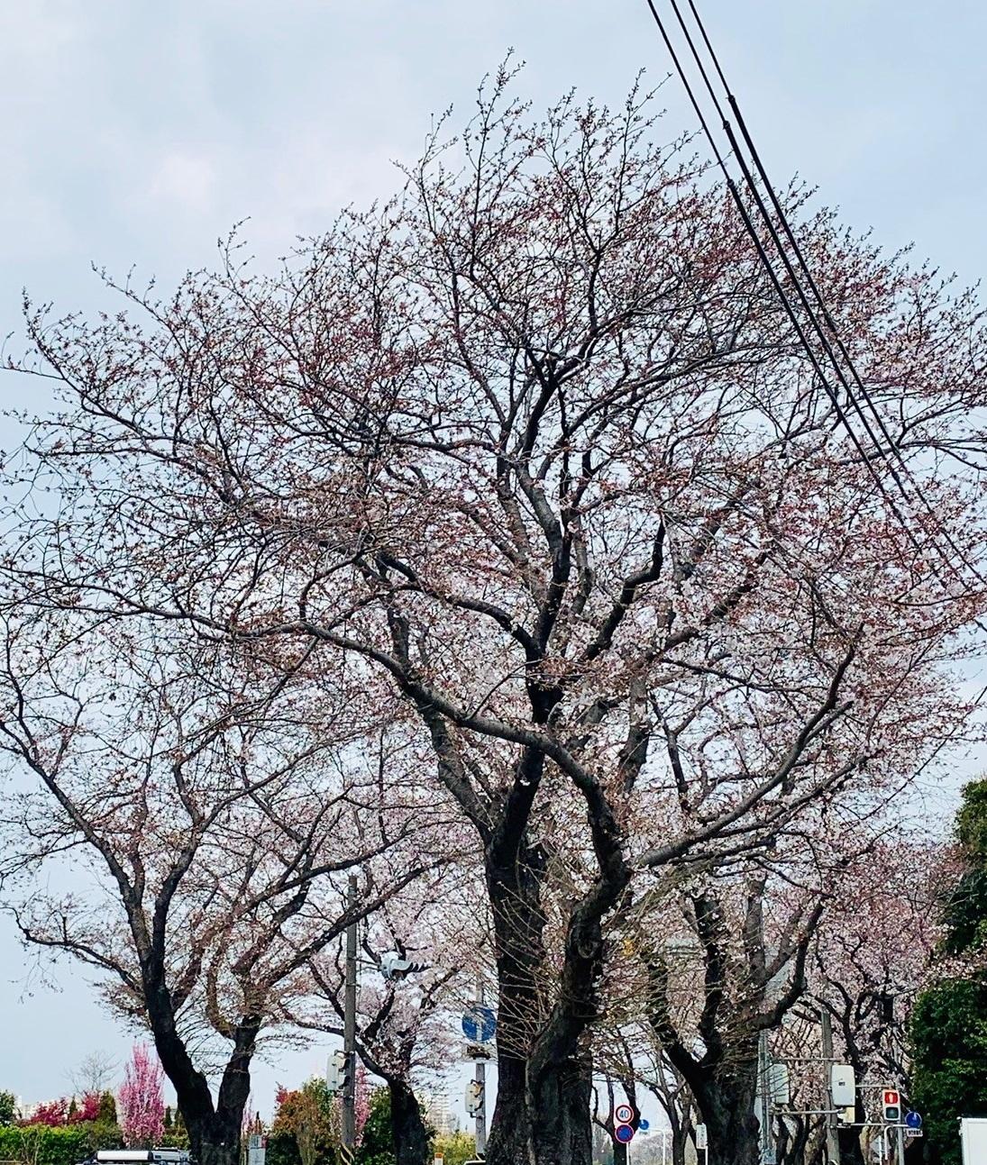 ｓａｋｕｒａ.jpg